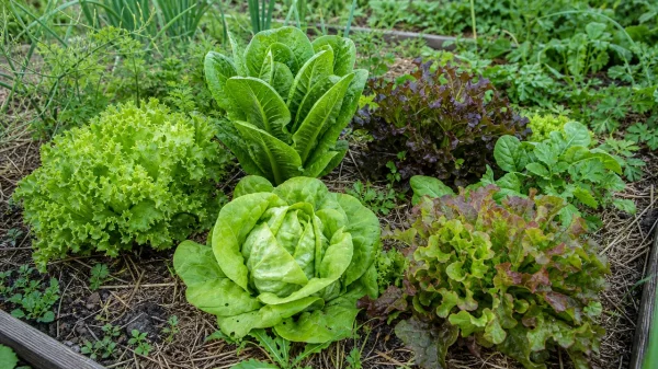 Différentes laitues cultivées au potager