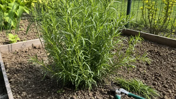 Plant d’estragon français au potager