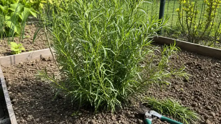 Plant d’estragon français au potager