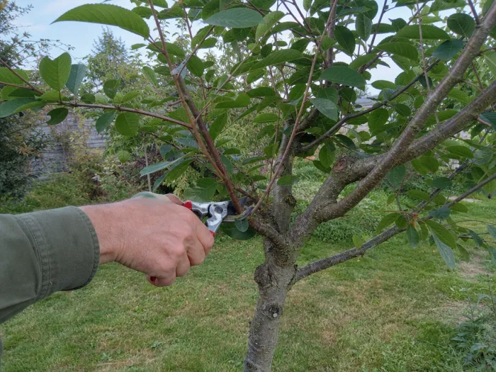 Éclaircie légère des branches croisées