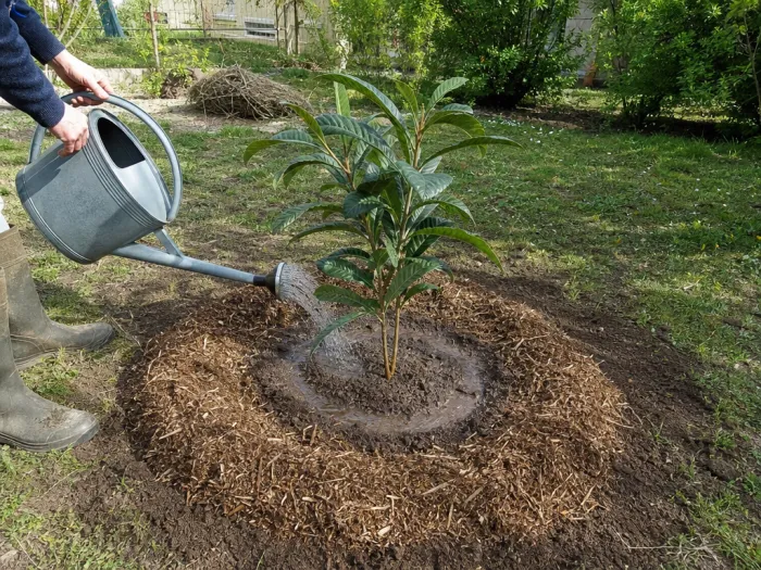 Plantation correcte d’un jeune néflier