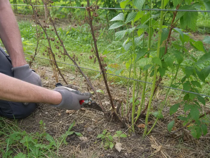 Coupe d’une vieille canne fructifiée