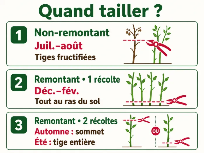 Calendrier de taille des framboisiers