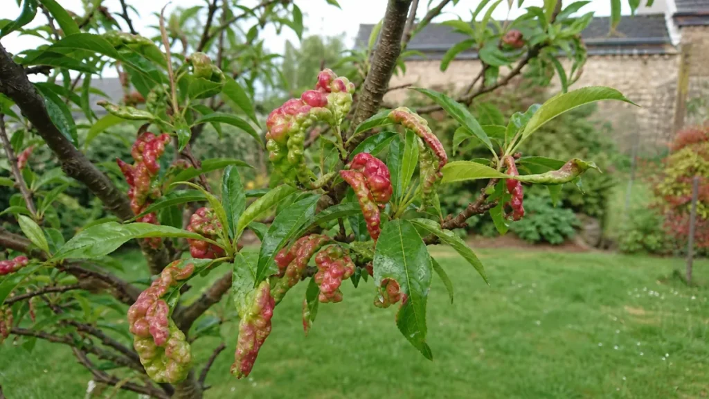 Feuilles cloquées rouges sur pêcher