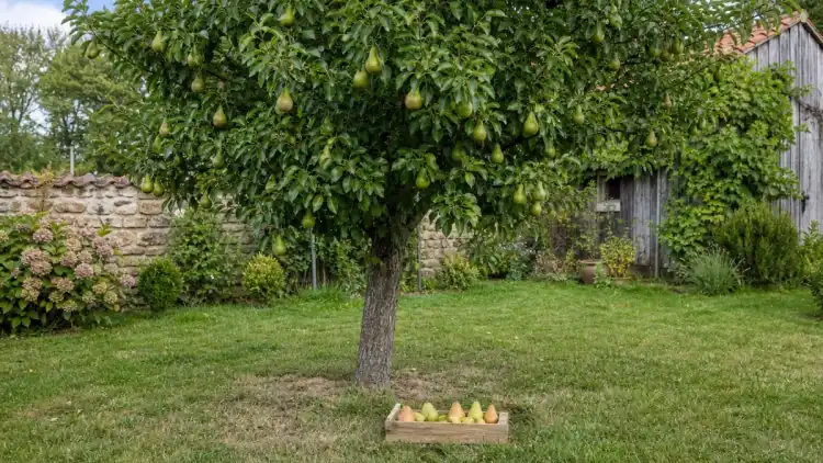 Poirier fruitier dans un jardin