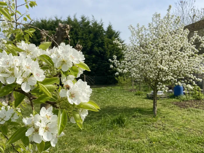 Deux poiriers fleuris favorisant la pollinisation
