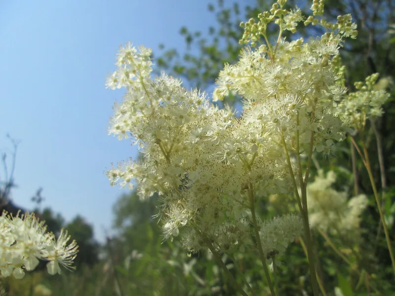Inflorescences crème et légères de reine-des-prés