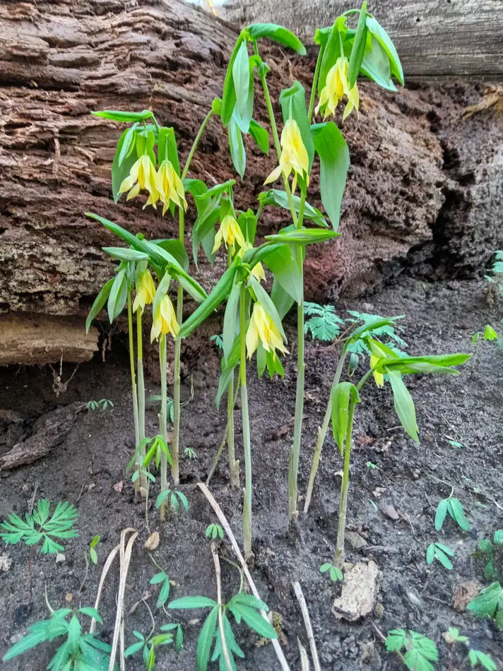 Fleurs jaunes pendantes d’uvulaire à grandes fleurs