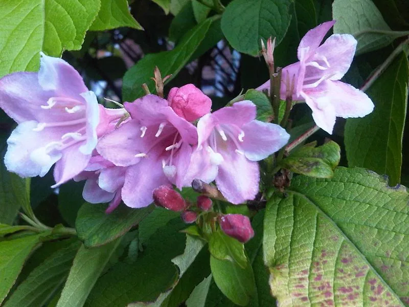 Fleurs roses en trompette de weigélia sur une branche feuillée